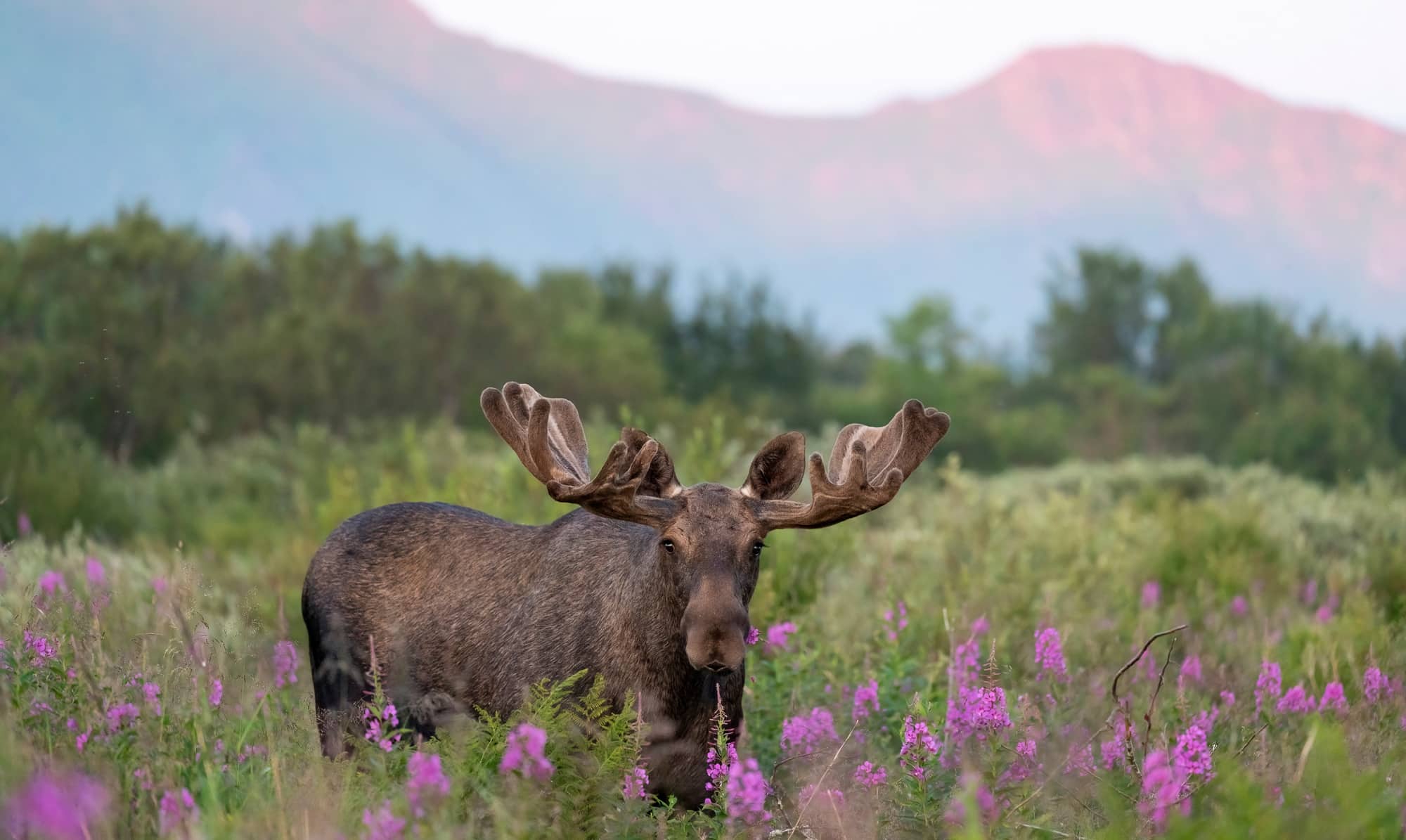 Arctic Wildlife Safari Album 18