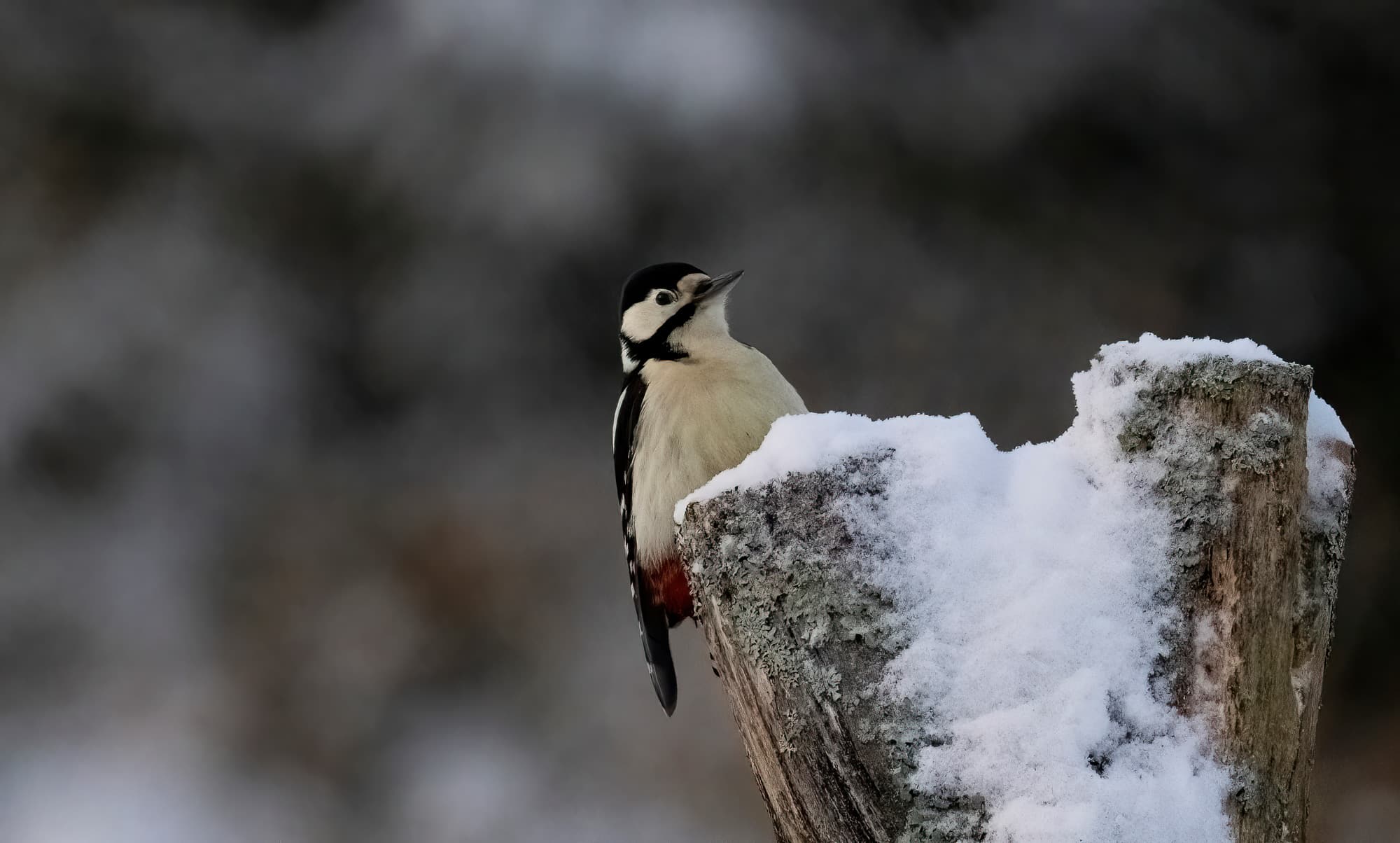 Arctic Wildlife Safari Album 23