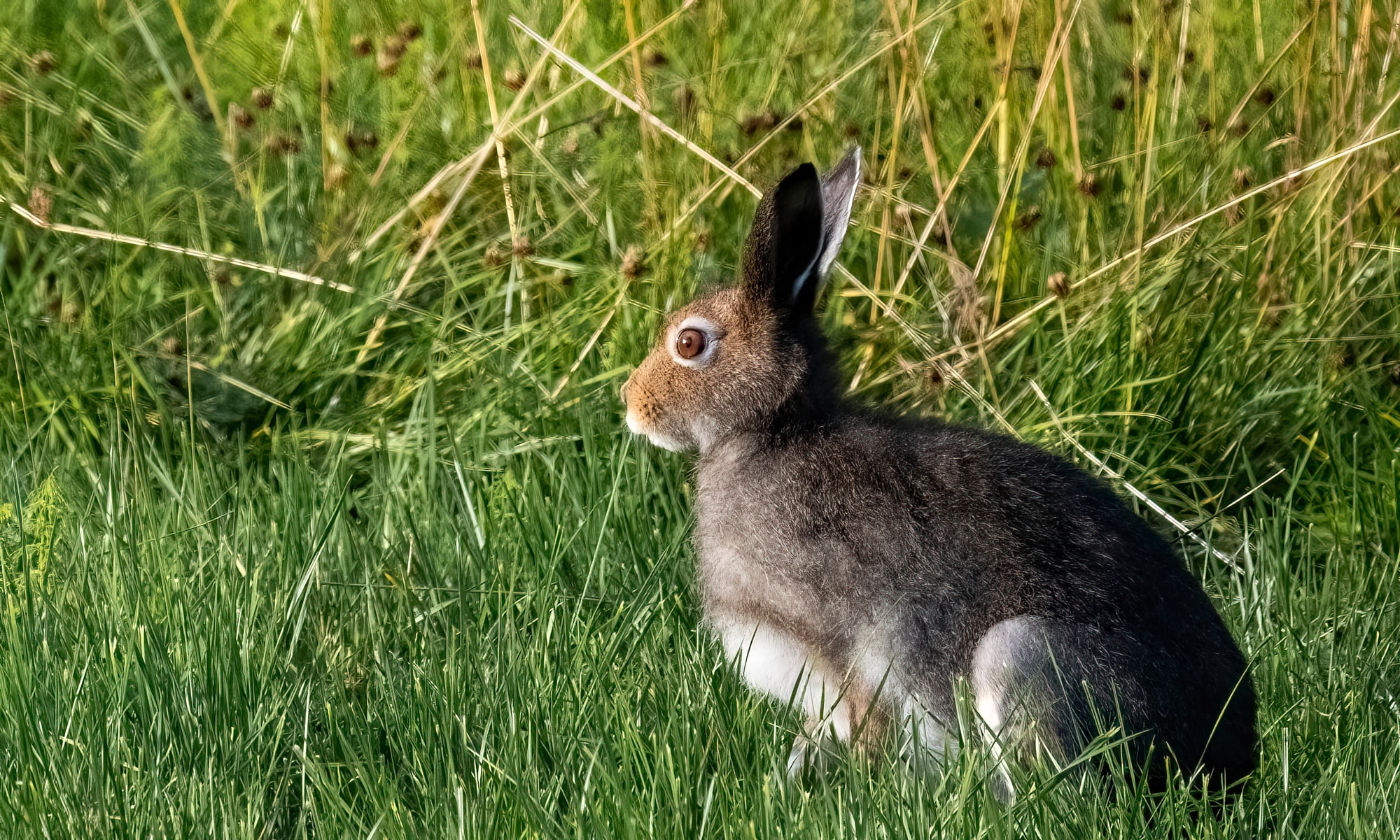 Arctic Wildlife Safari Album 25