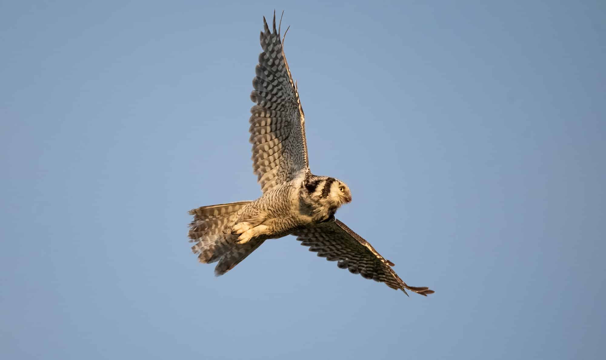 Arctic Wildlife Safari Album 26