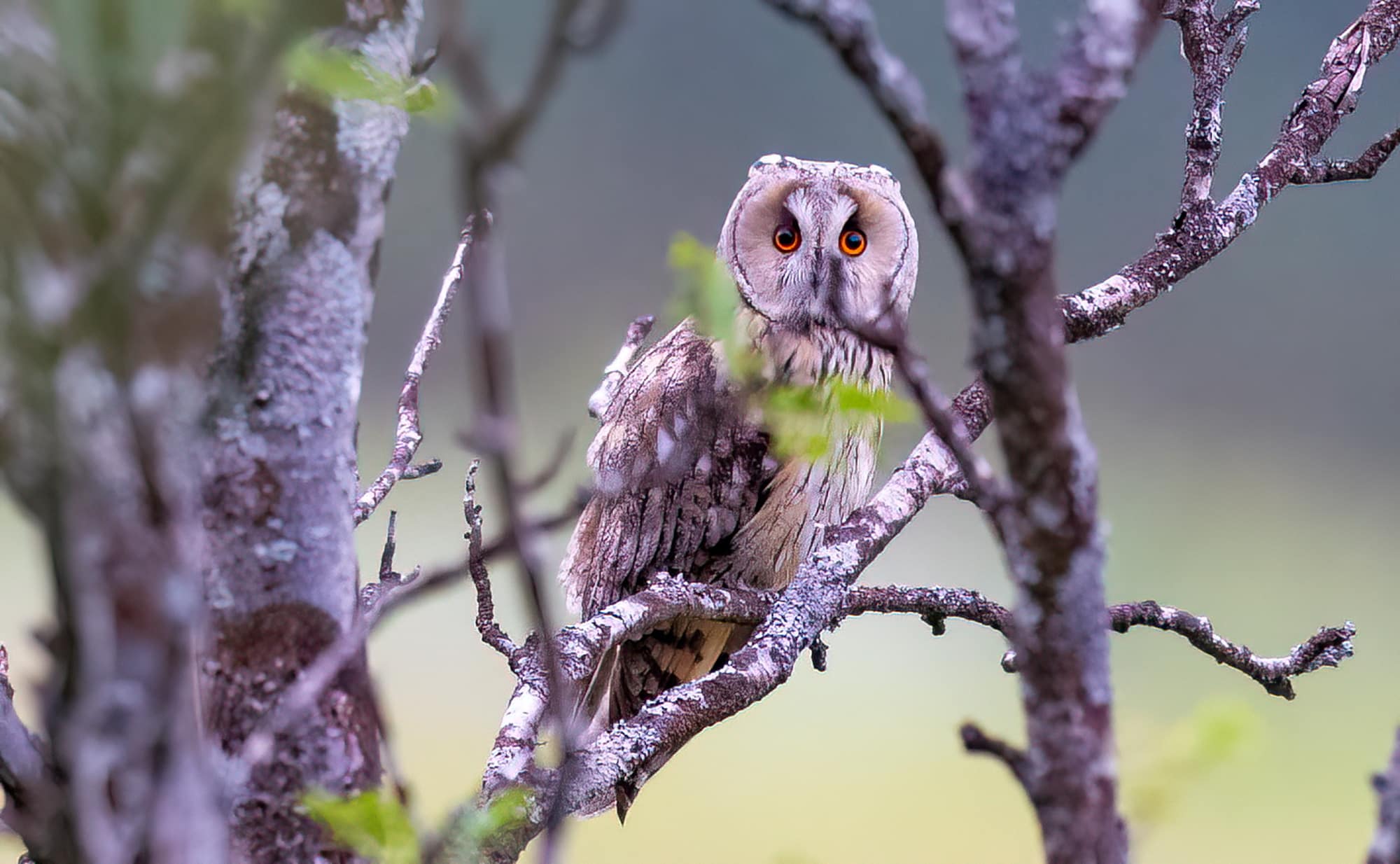 Arctic Wildlife Safari Album 32