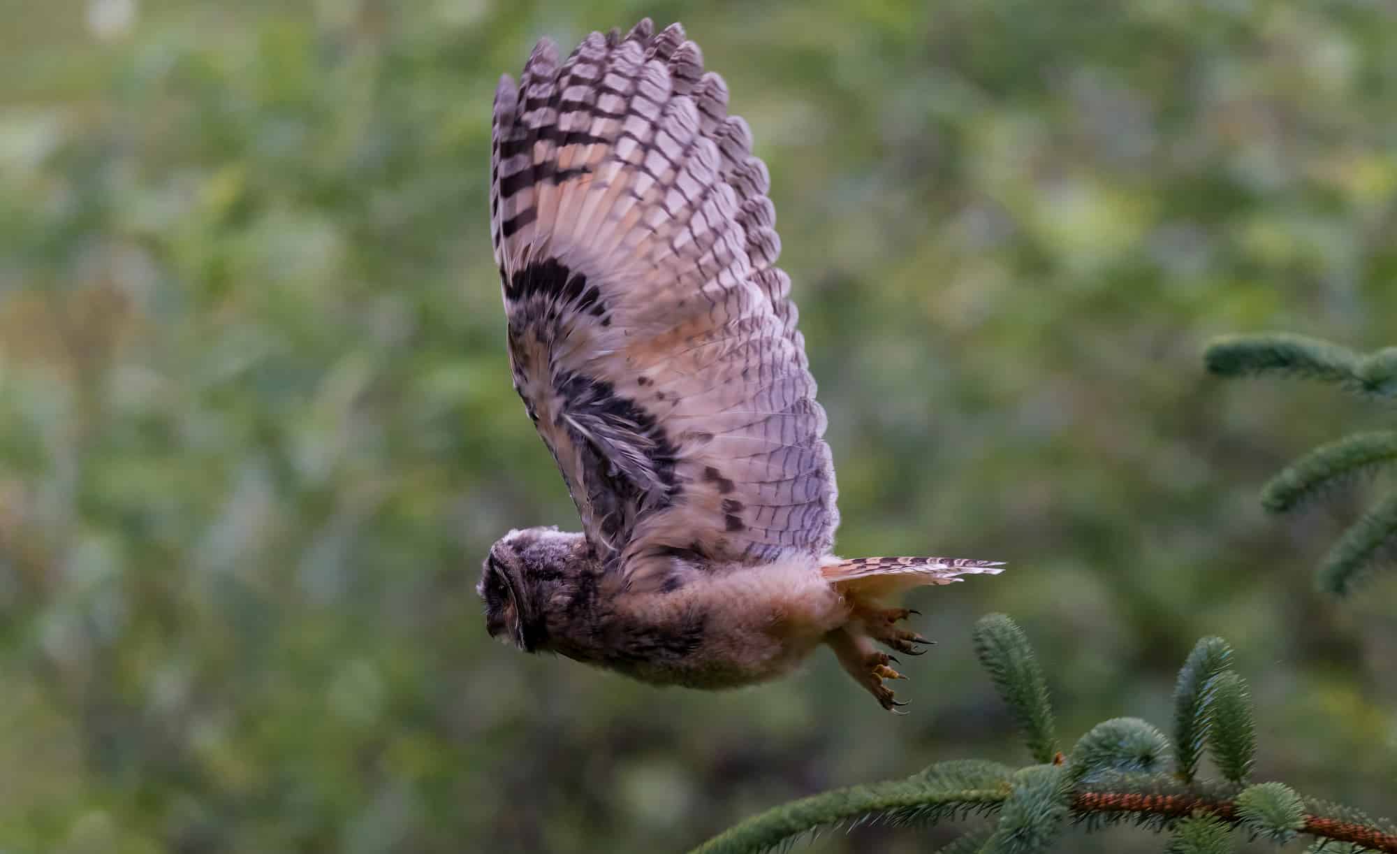Arctic Wildlife Safari Album 30
