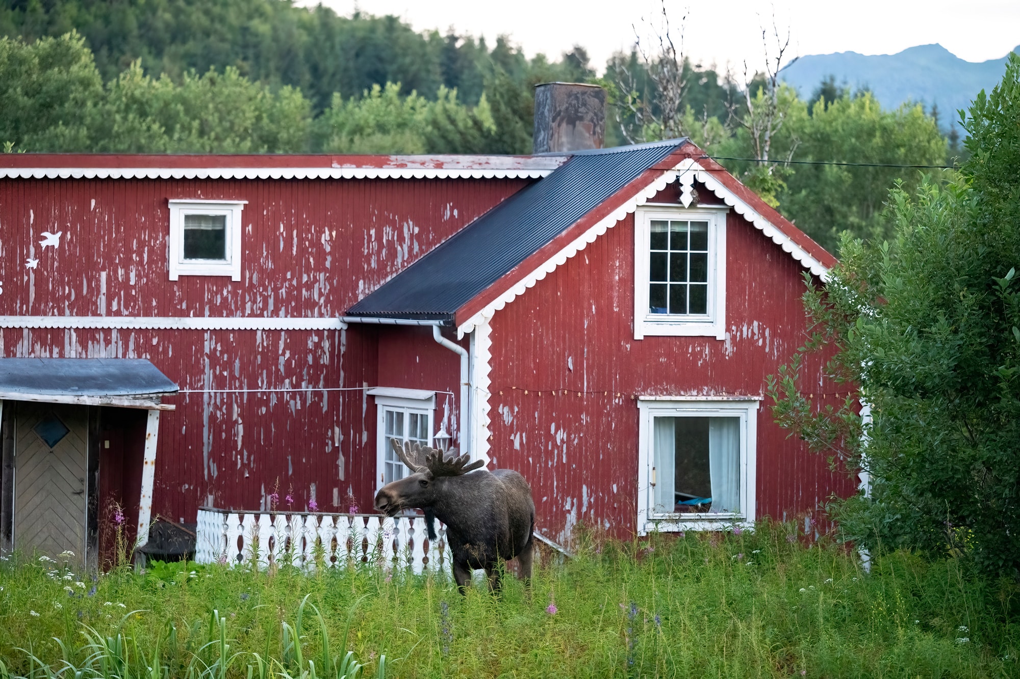 Arctic Wildlife Safari Album 52