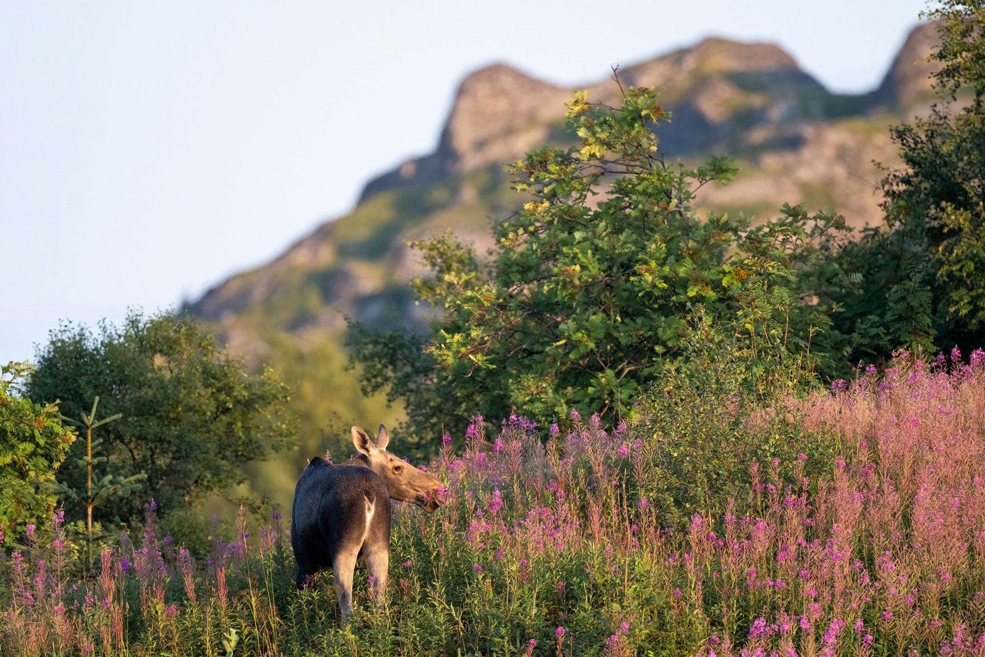 Arctic Wildlife Safari Album 53