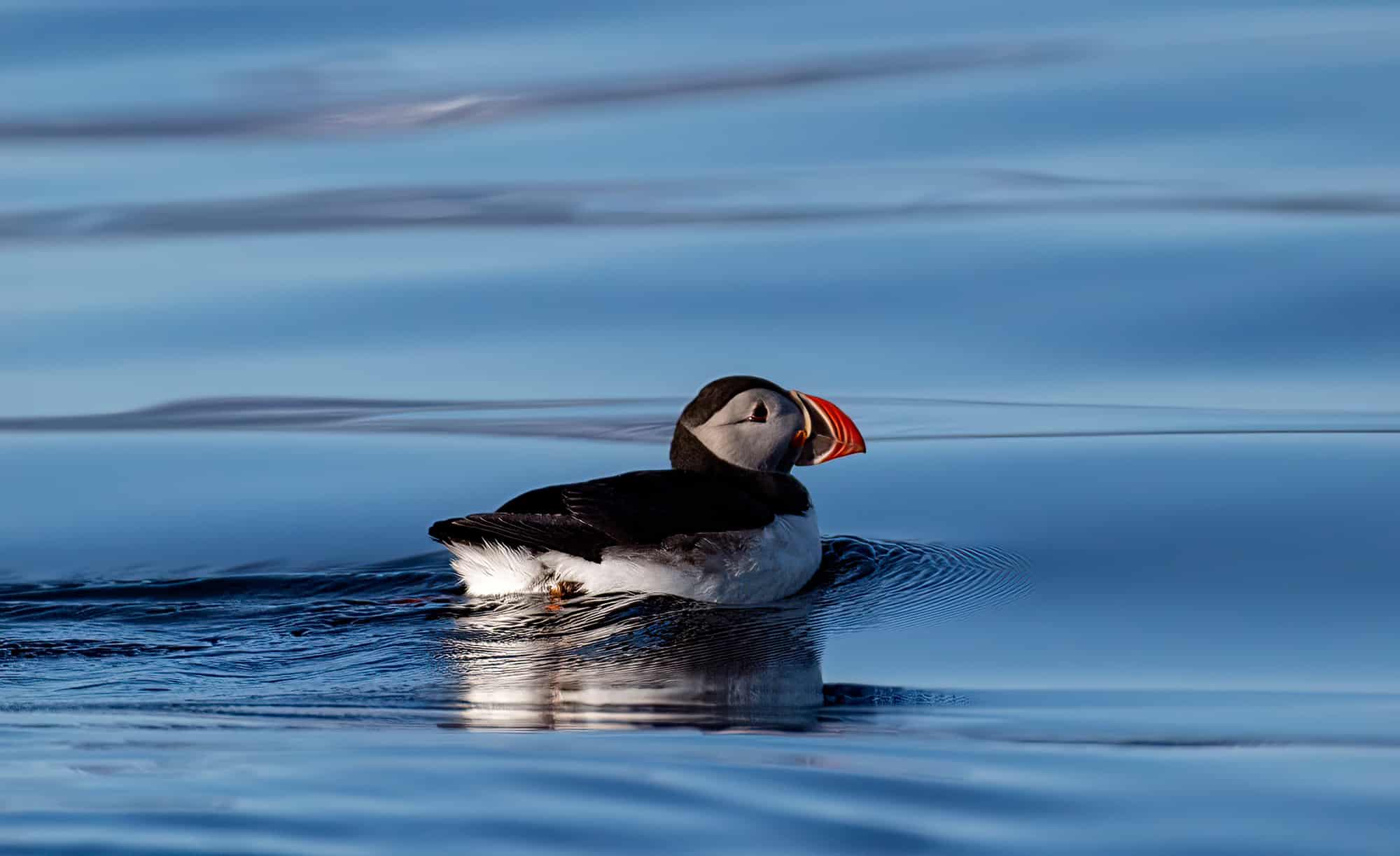 Arctic Wildlife Safari Album 60