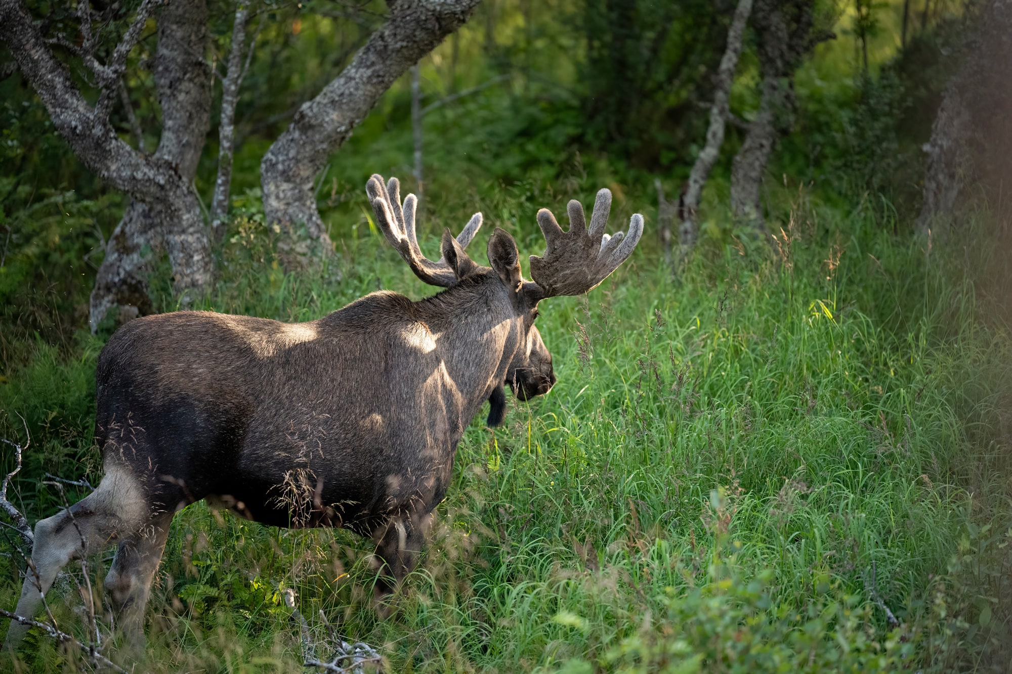 Arctic Wildlife Safari Album 70