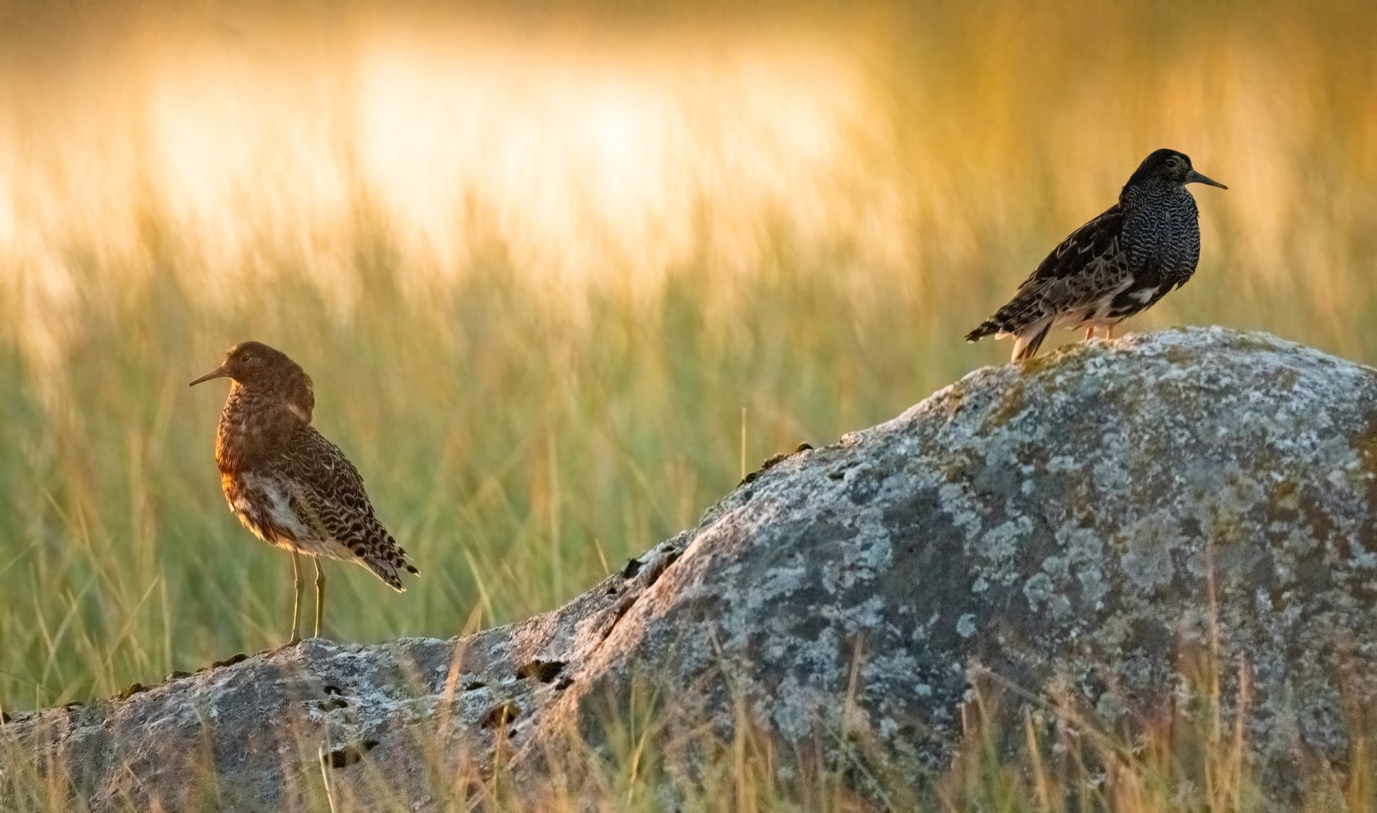 Arctic Wildlife Safari Album 72