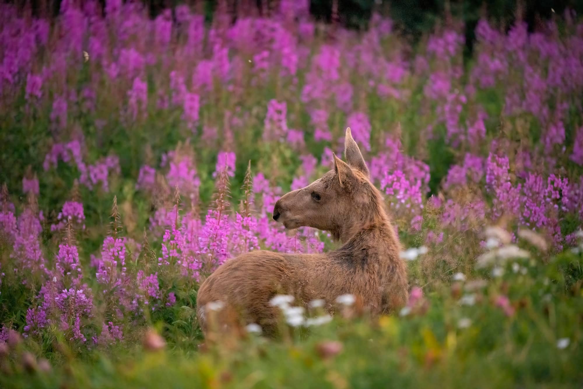 Arctic Wildlife Safari Album 3