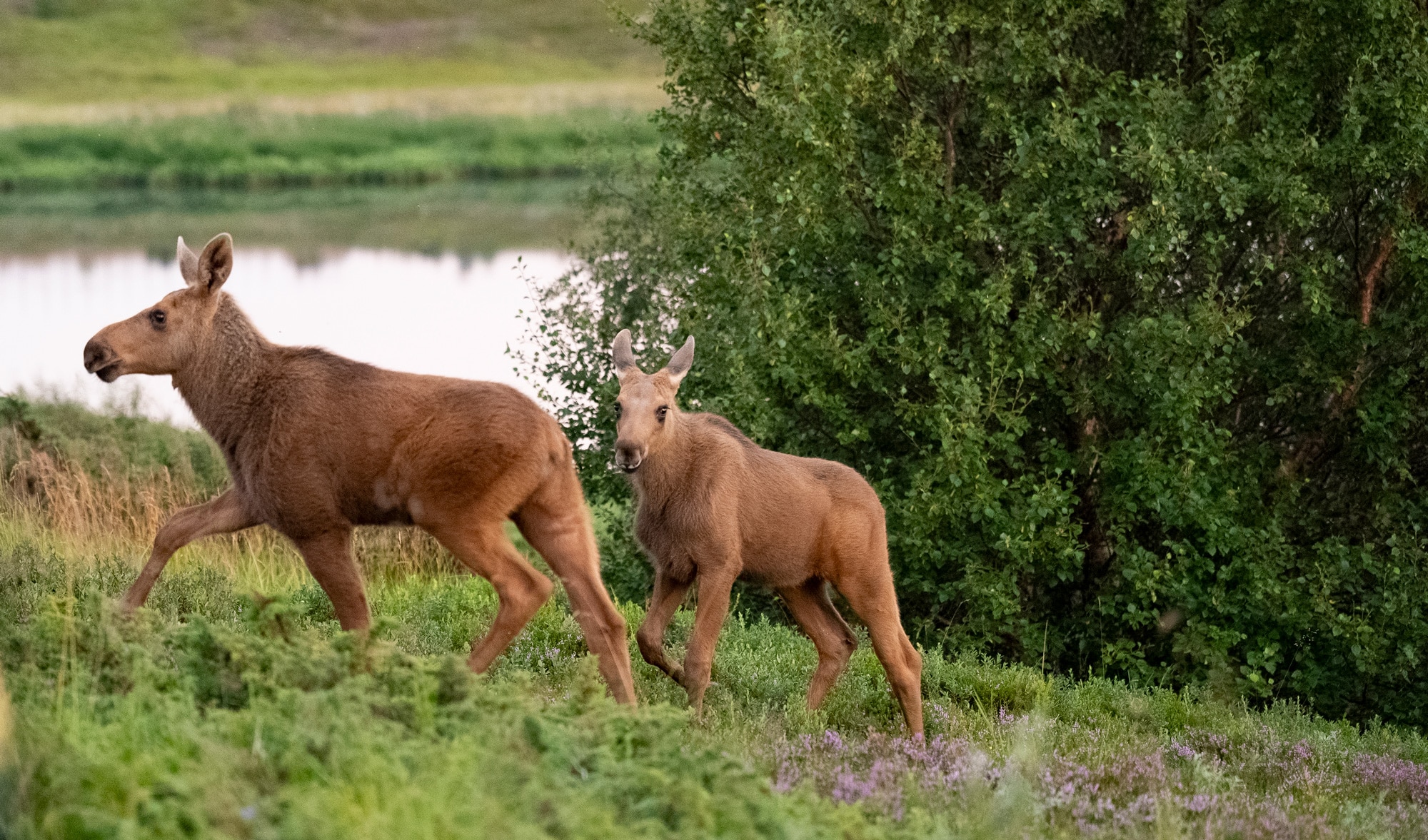 Arctic Wildlife Safari Album 4