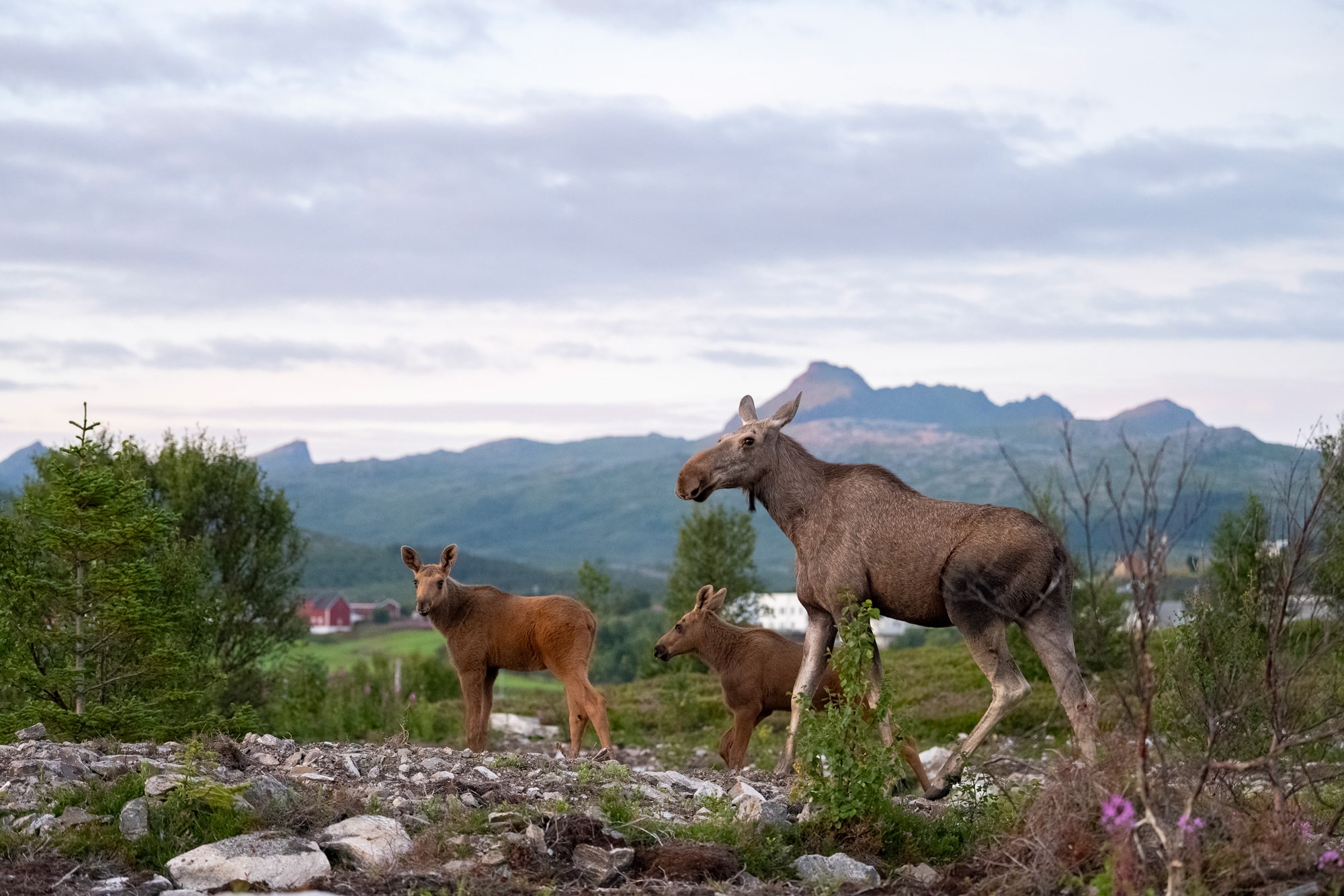 Arctic Wildlife Safari Album 5