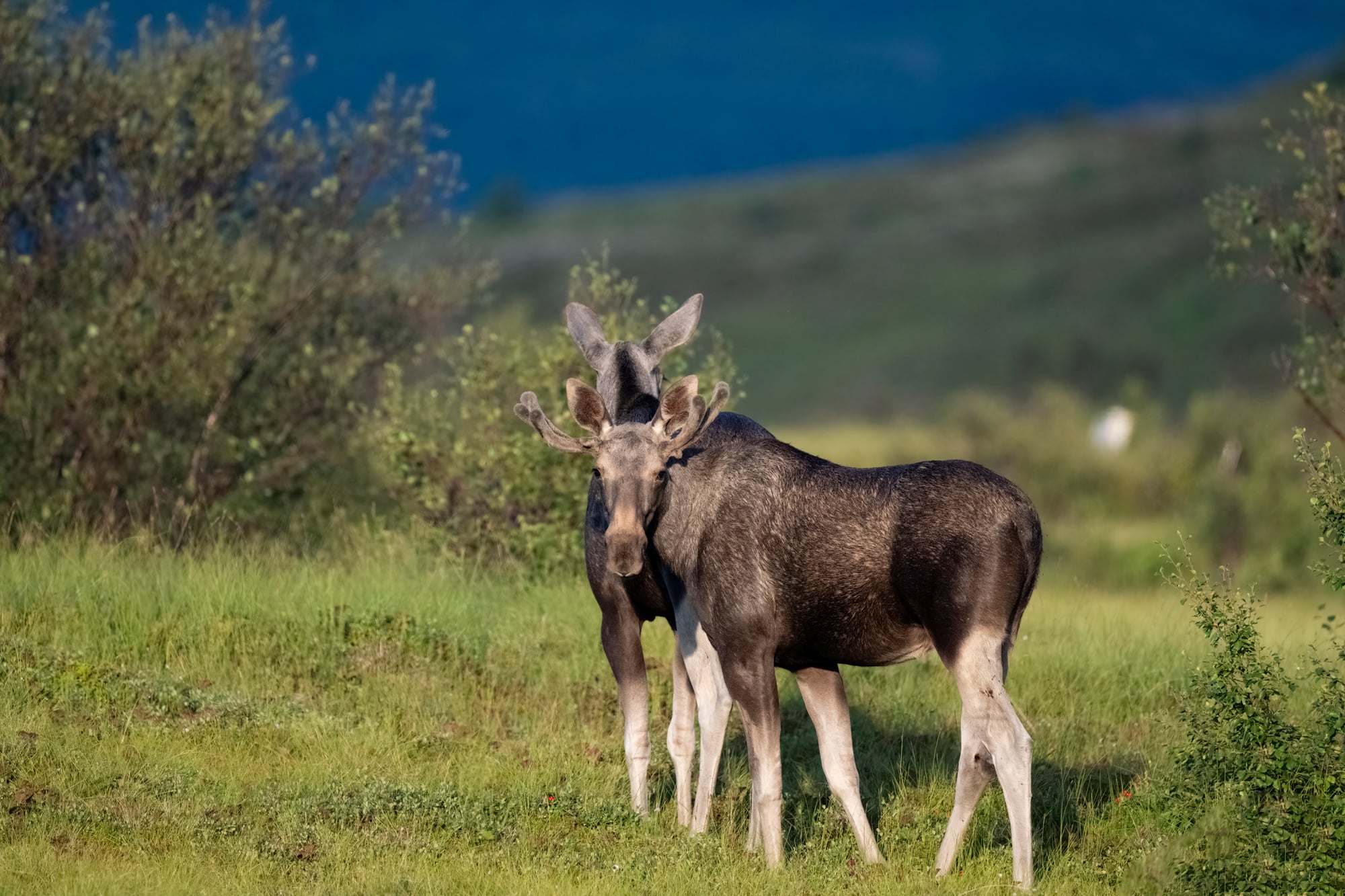 Arctic Wildlife Safari Album 14