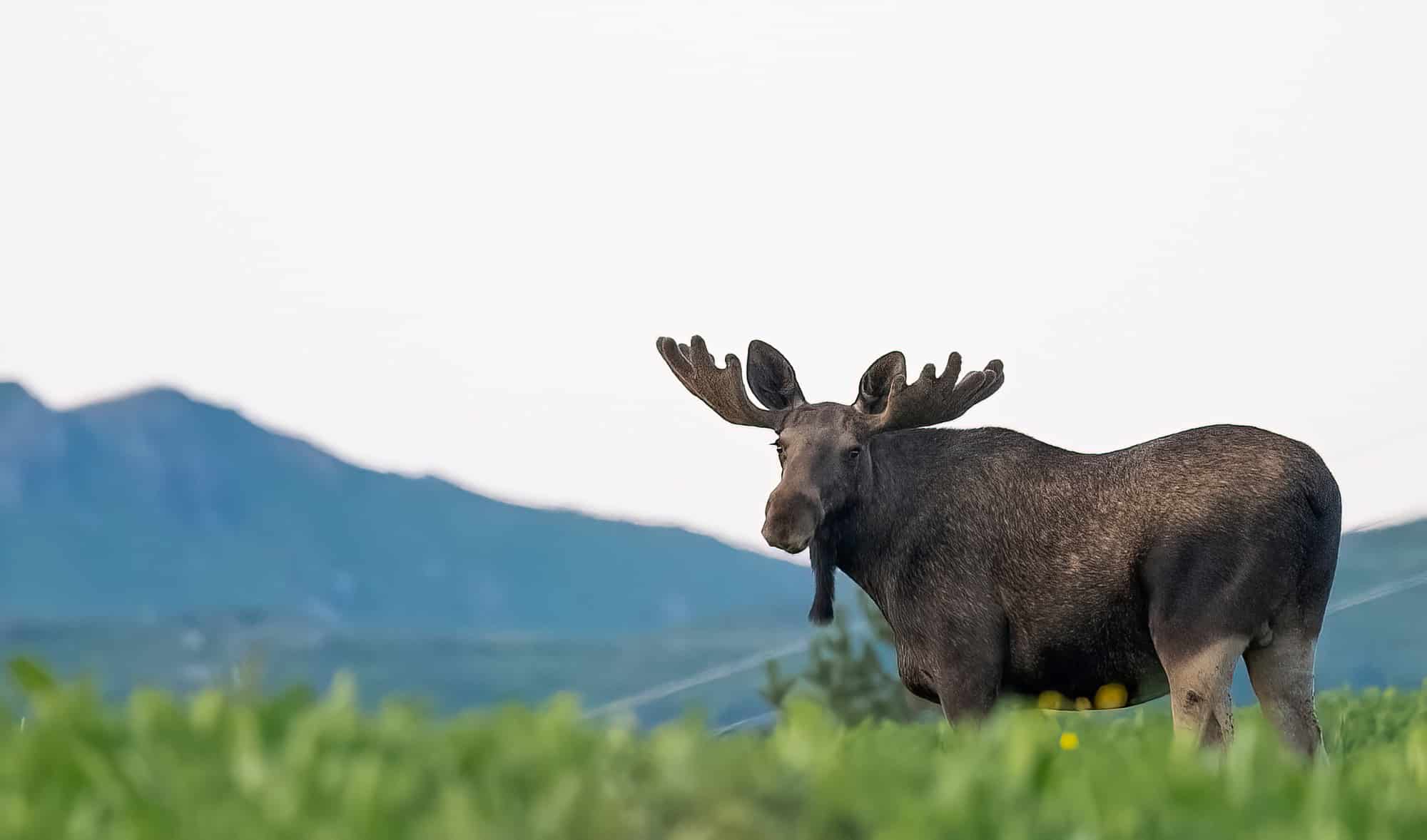 Arctic Wildlife Safari Album 7