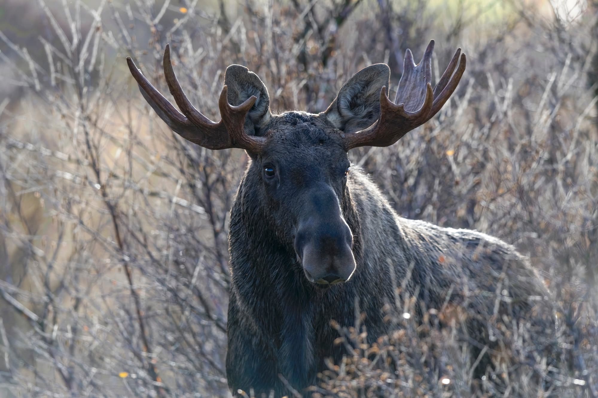 Arctic Wildlife Safari Album 6