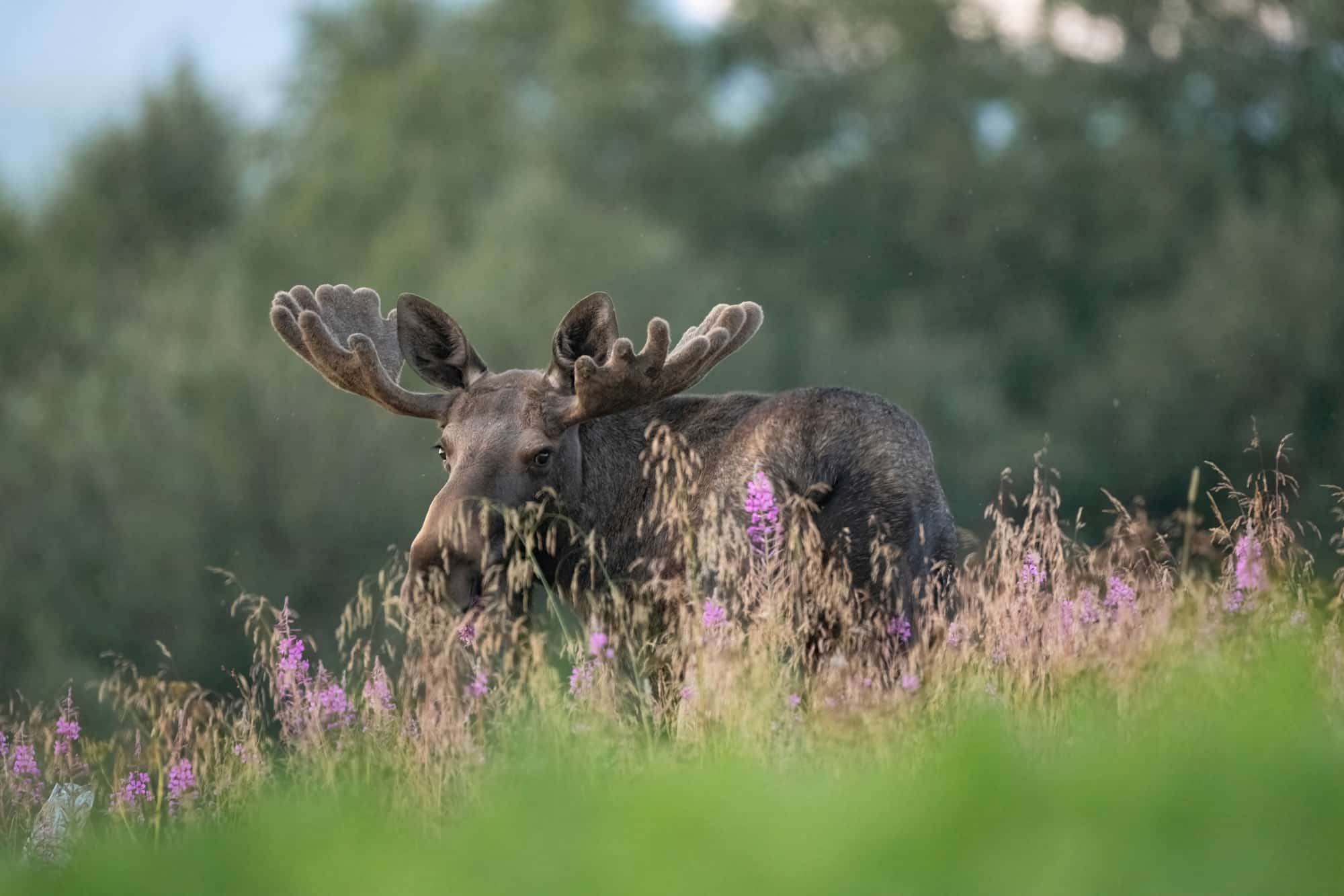 Arctic Wildlife Safari Album 8