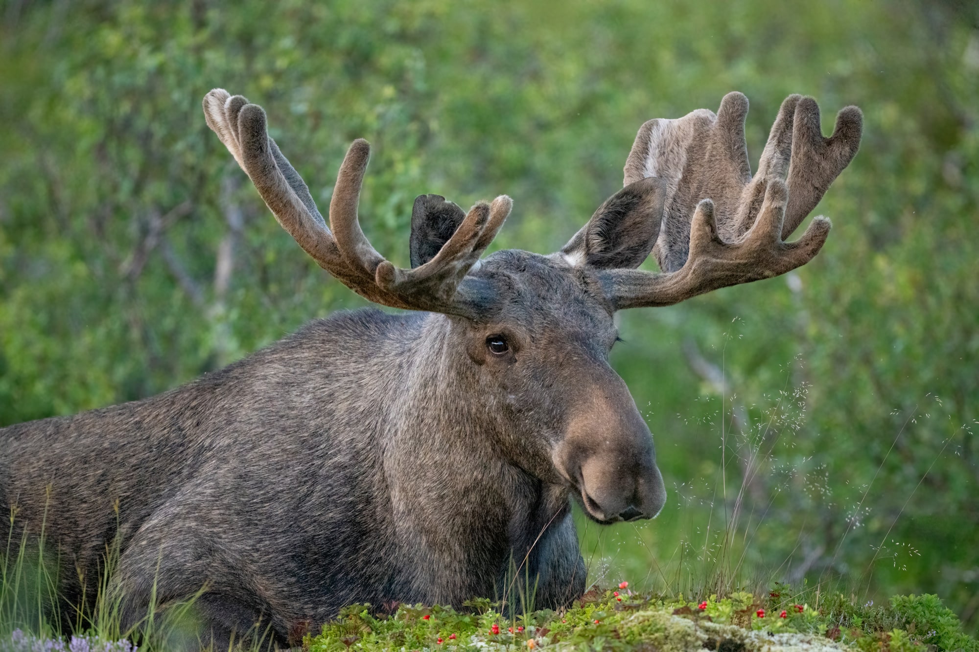 Arctic Wildlife Safari Album 11