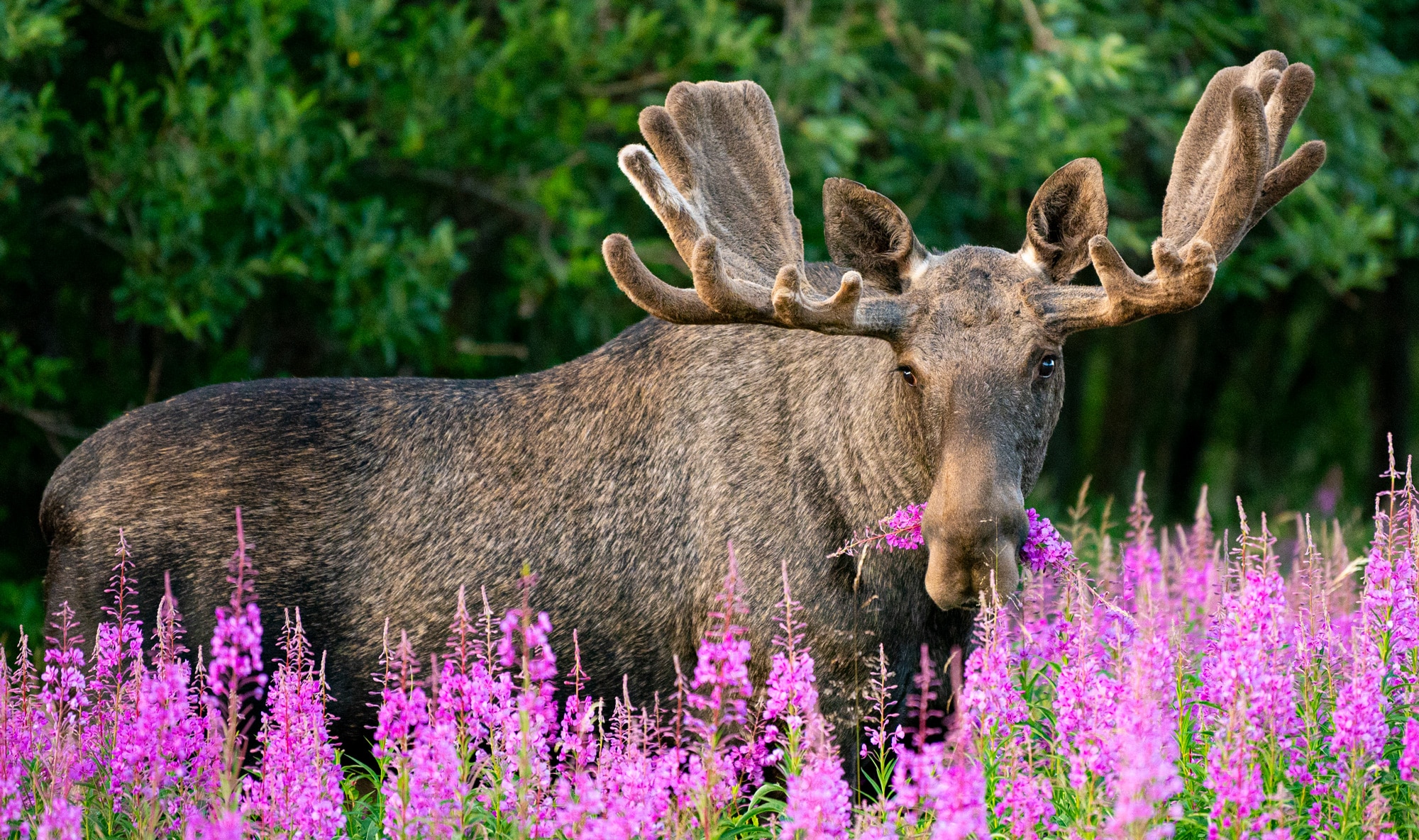 Arctic Wildlife Safari Album 9