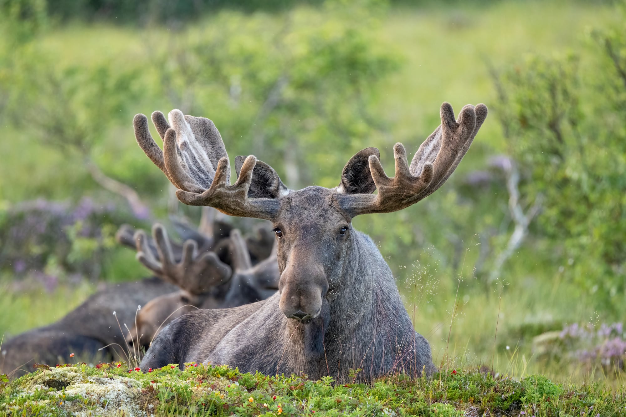 Arctic Wildlife Safari Album 12