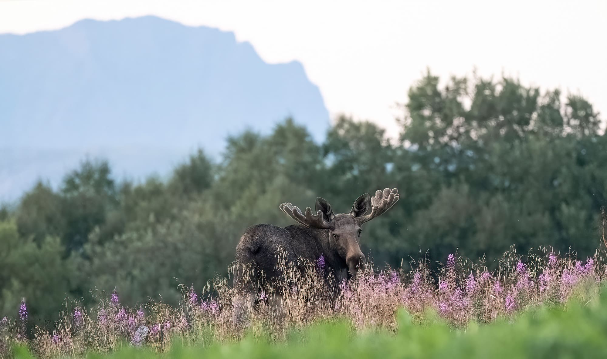 Arctic Wildlife Safari Album 13