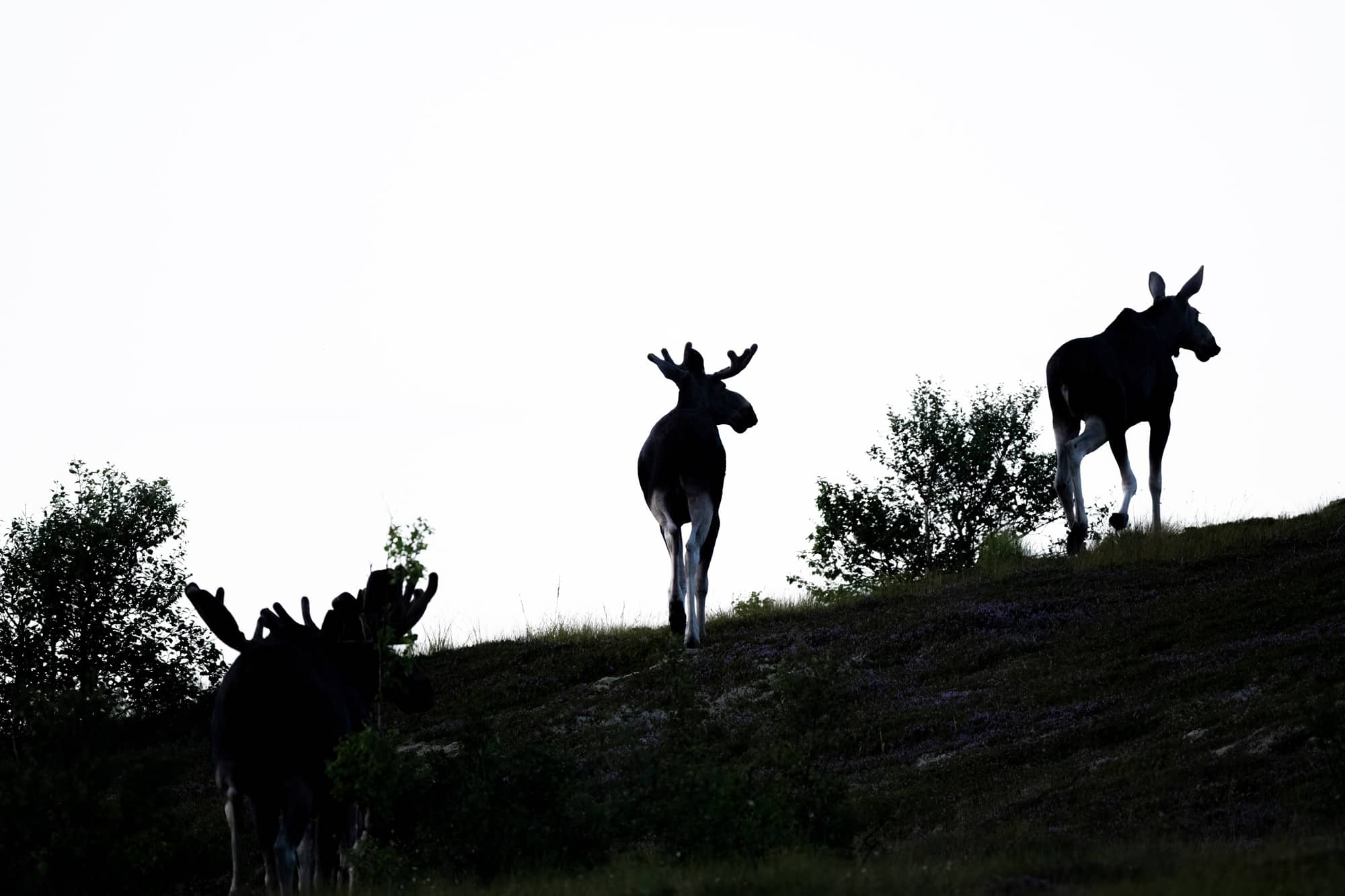Arctic Wildlife Safari Album 16