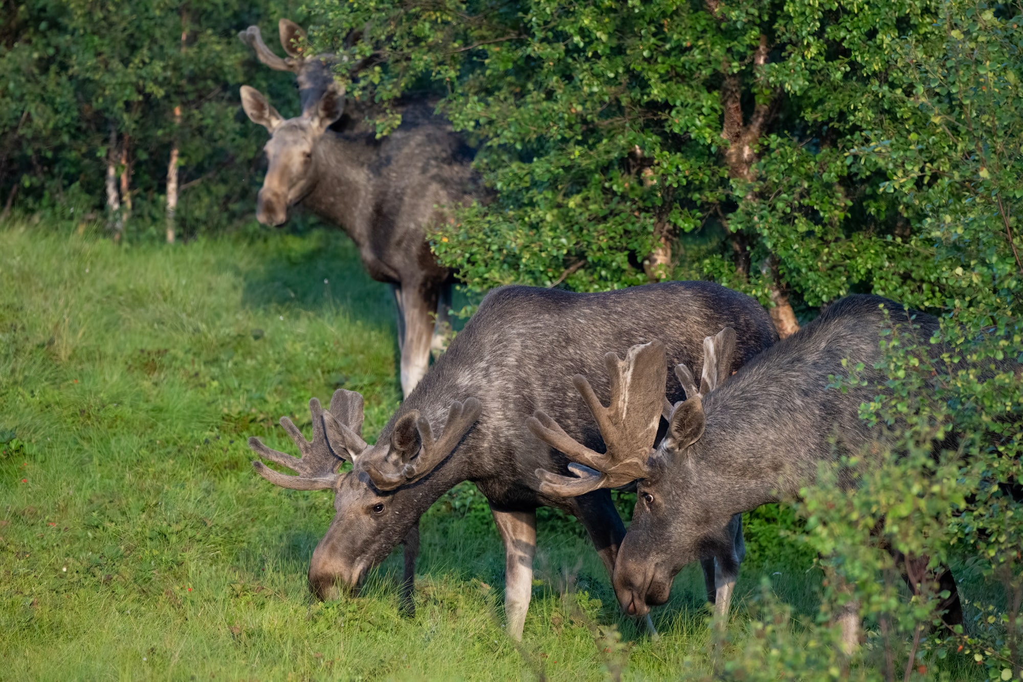 Arctic Wildlife Safari Album 15