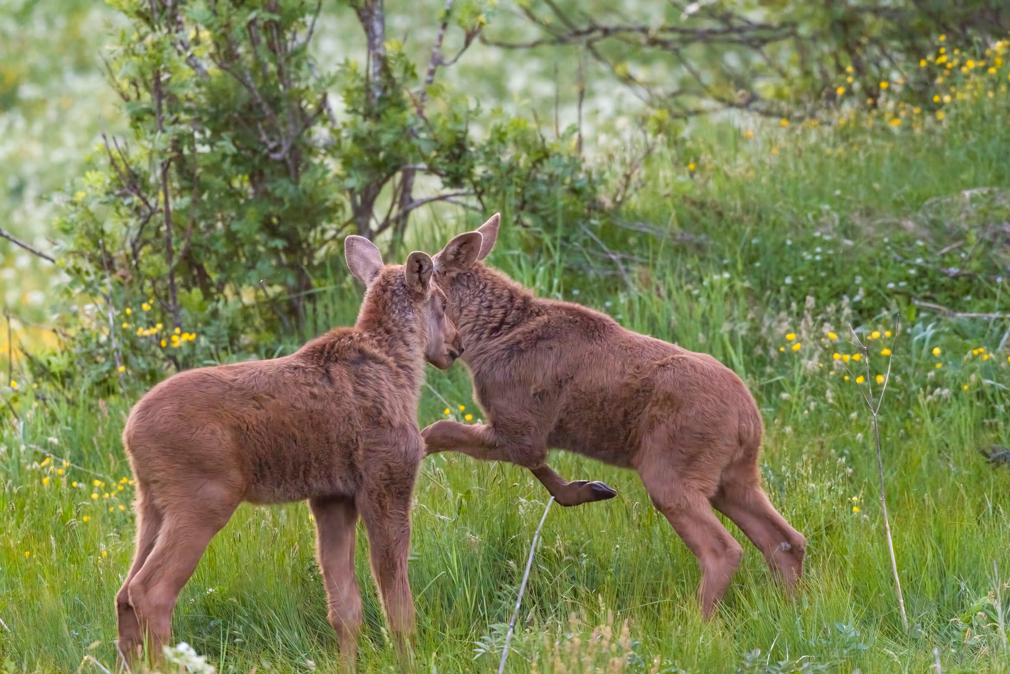 Arctic Wildlife Safari Album 17