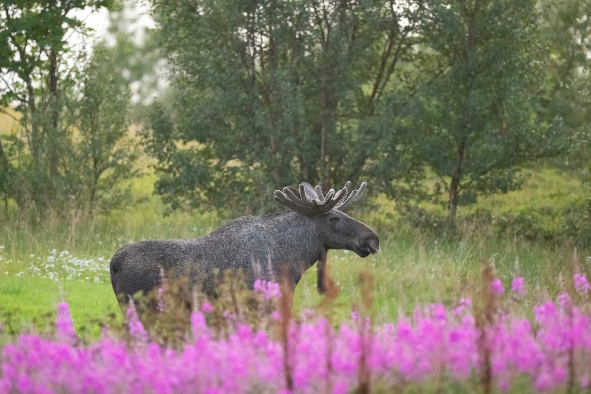 Arctic Wildlife Safari Album 73