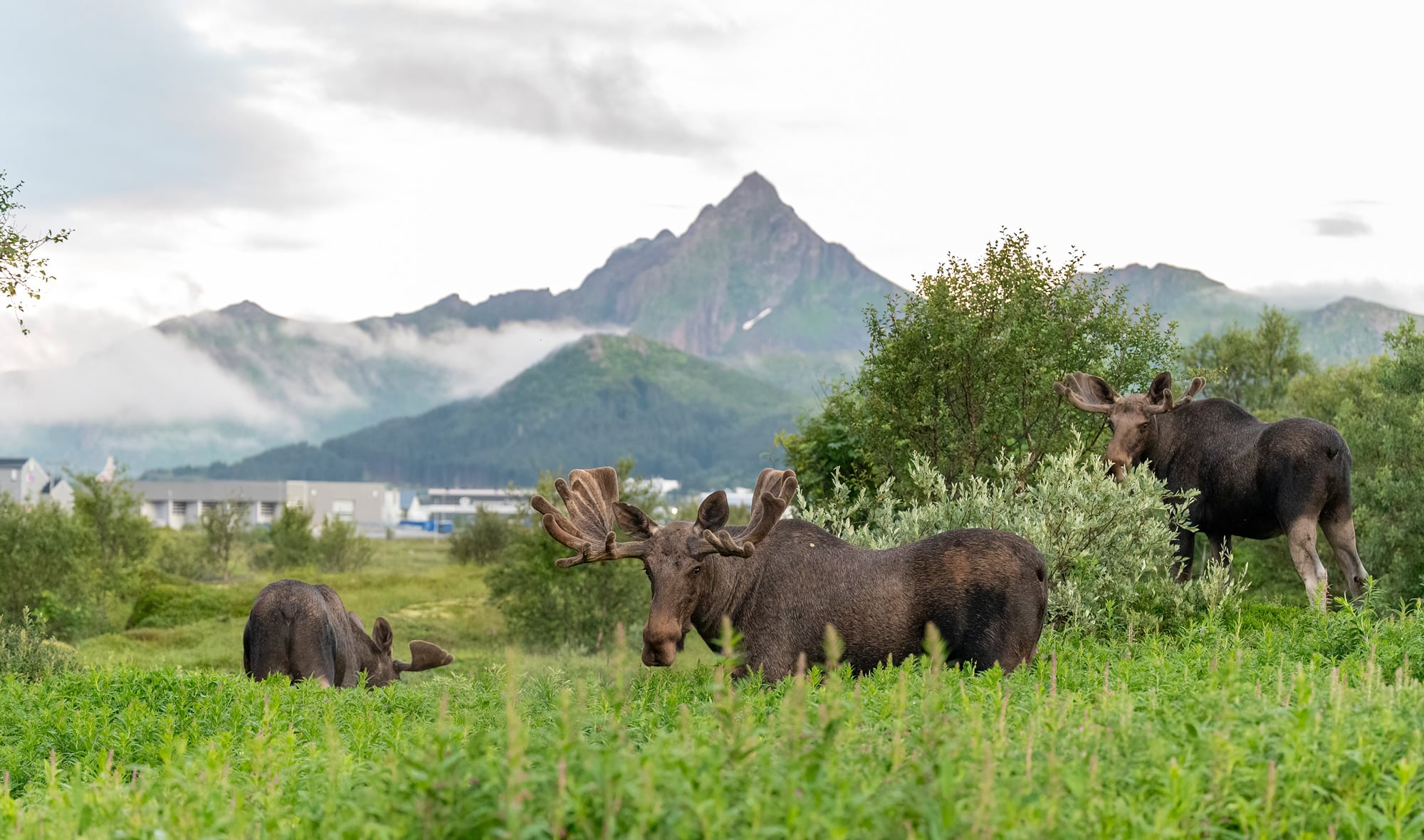 Arctic Wildlife Safari Album 74