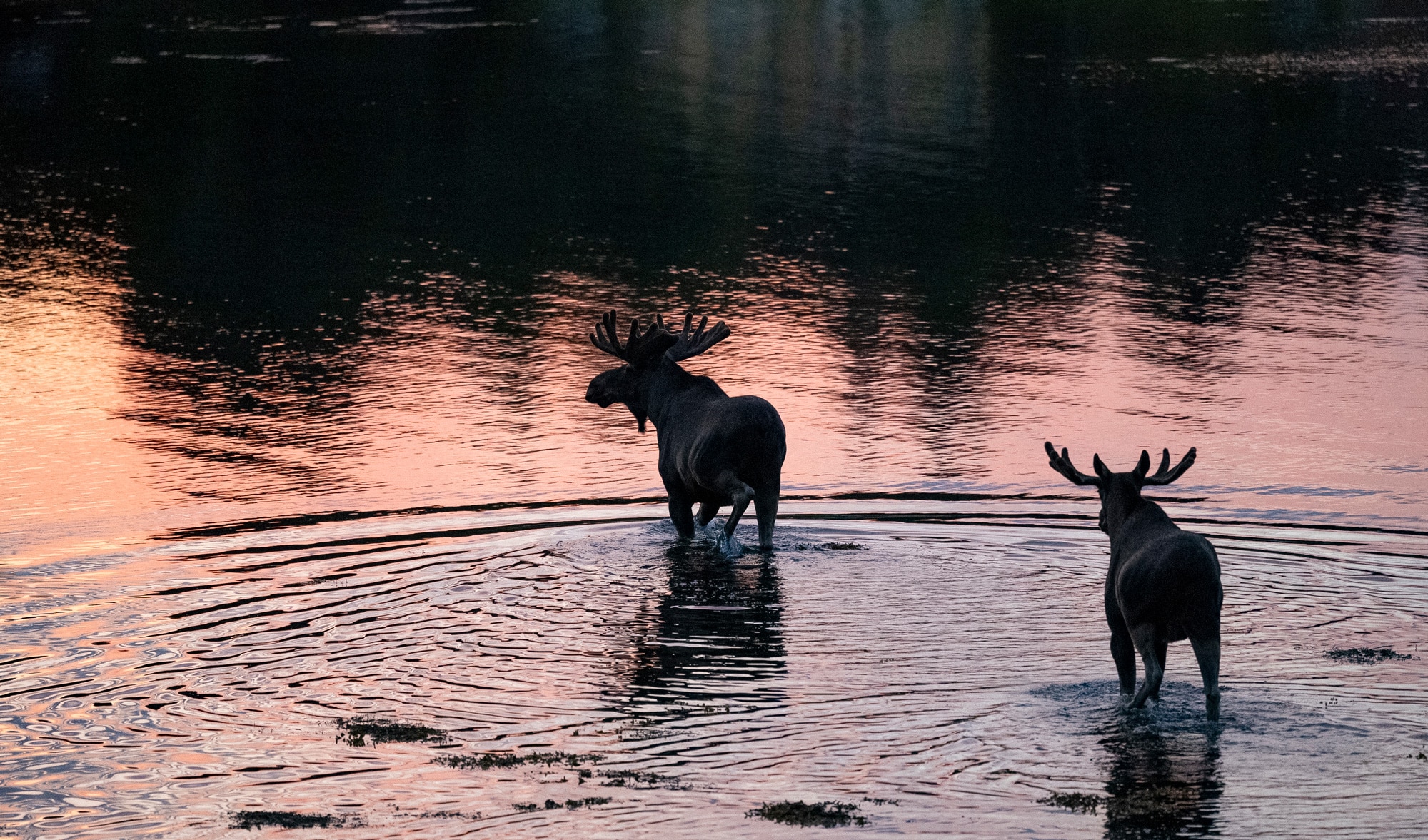 Arctic Wildlife Safari Album 19
