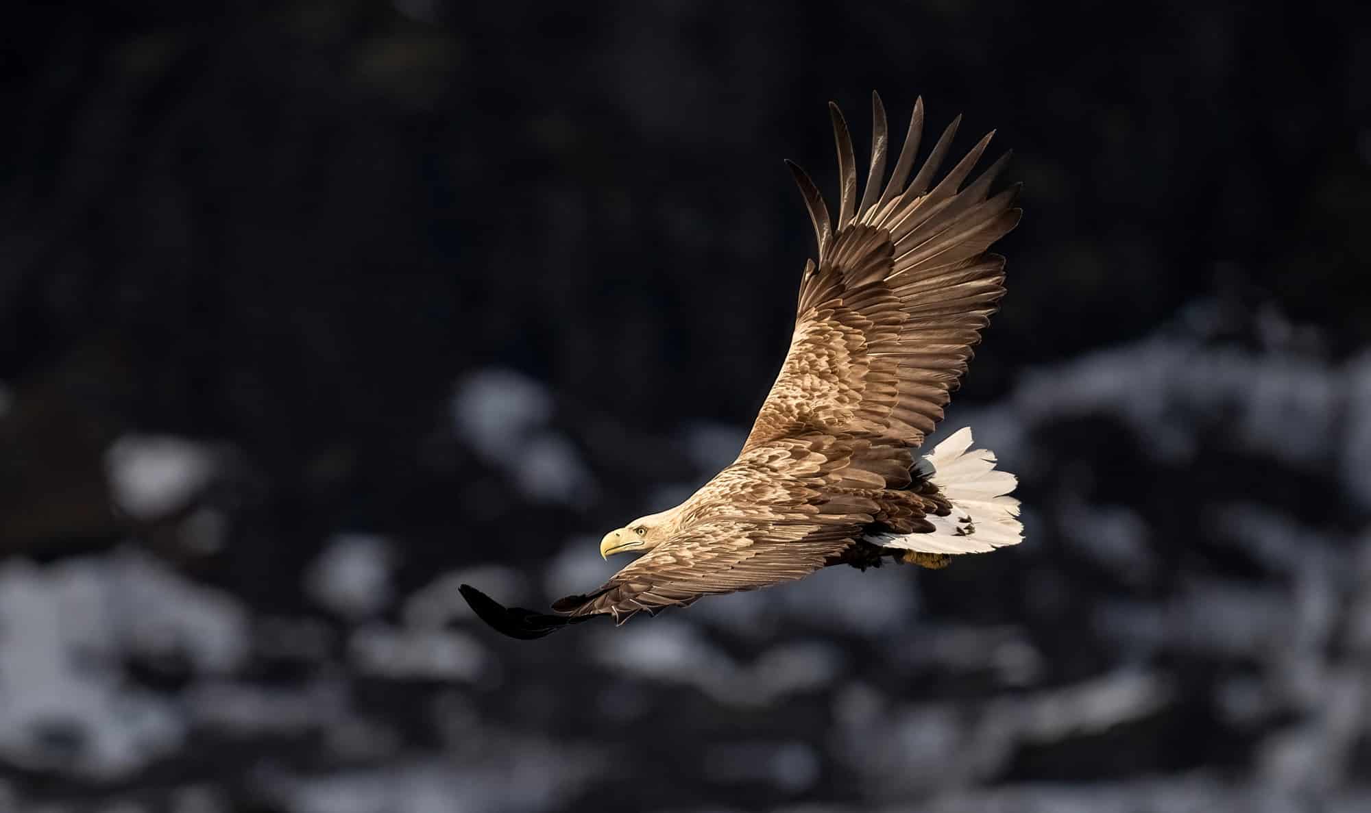 Arctic Wildlife Safari Album 29