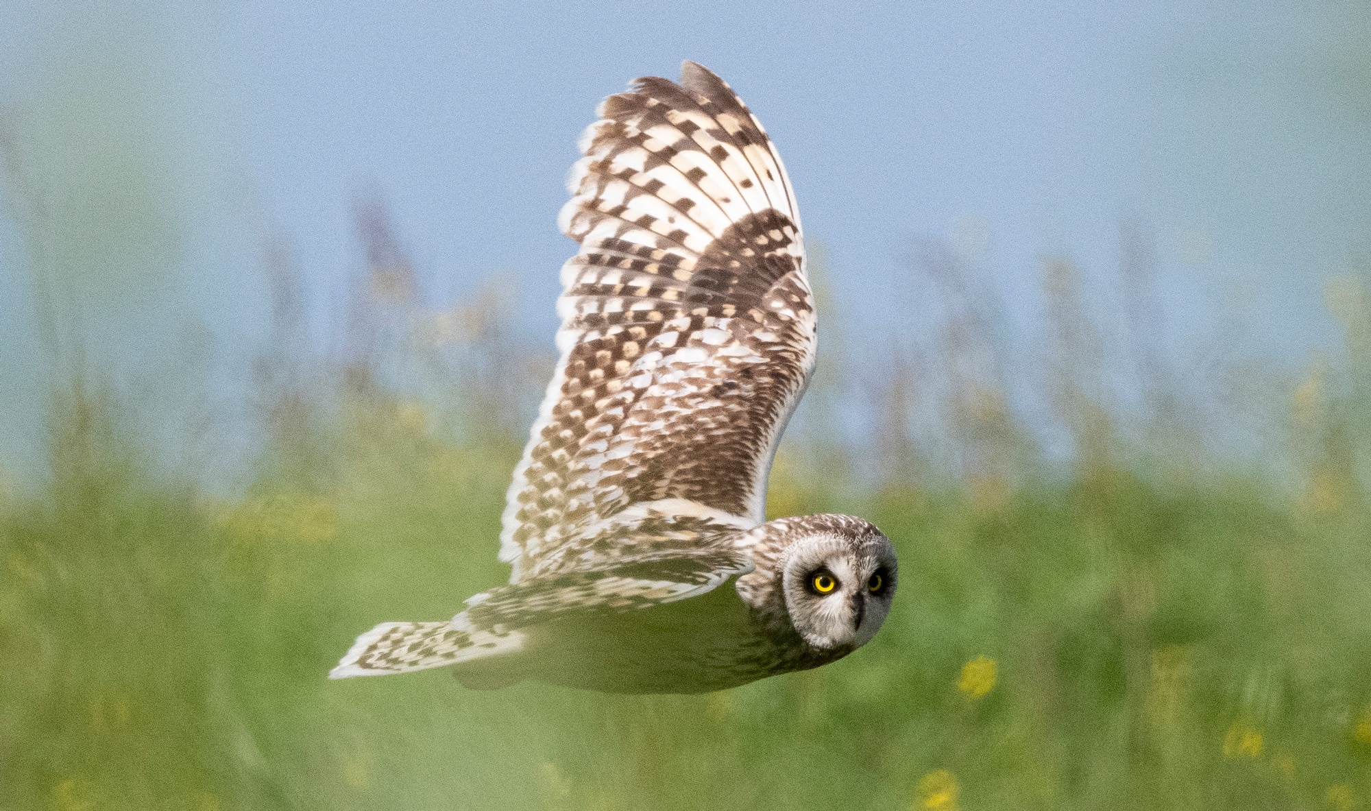 Arctic Wildlife Safari Album 34
