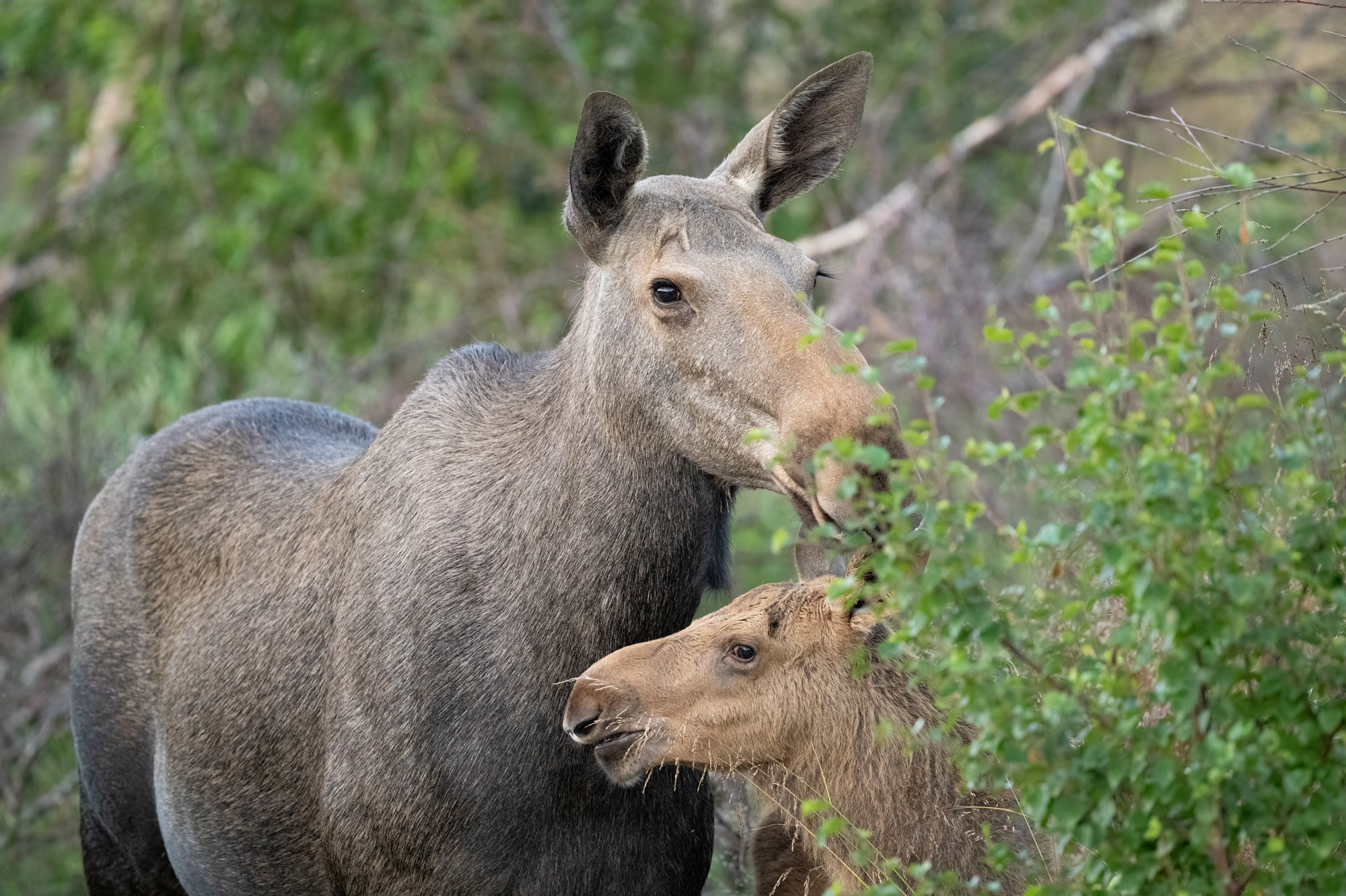 Arctic Wildlife Safari Album 39