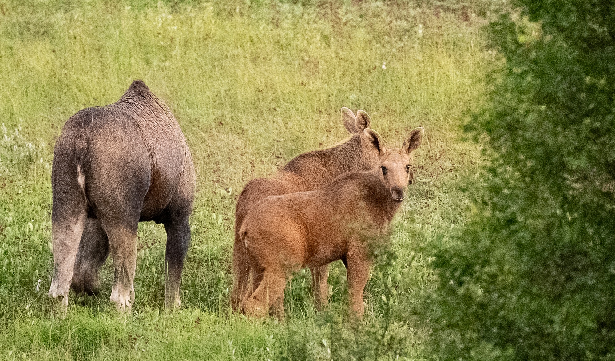 Arctic Wildlife Safari Album 54