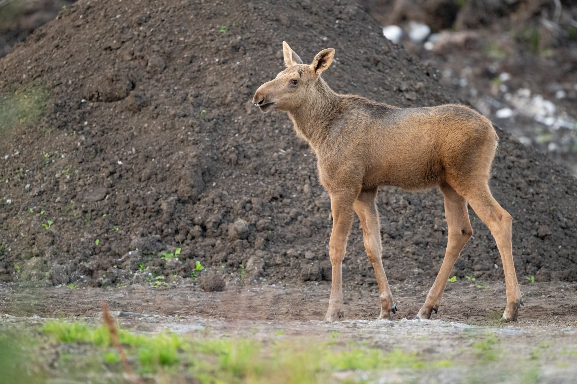 Arctic Wildlife Safari Album 55