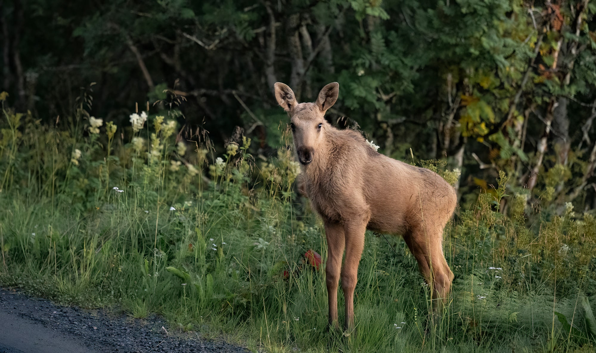 Arctic Wildlife Safari Album 56