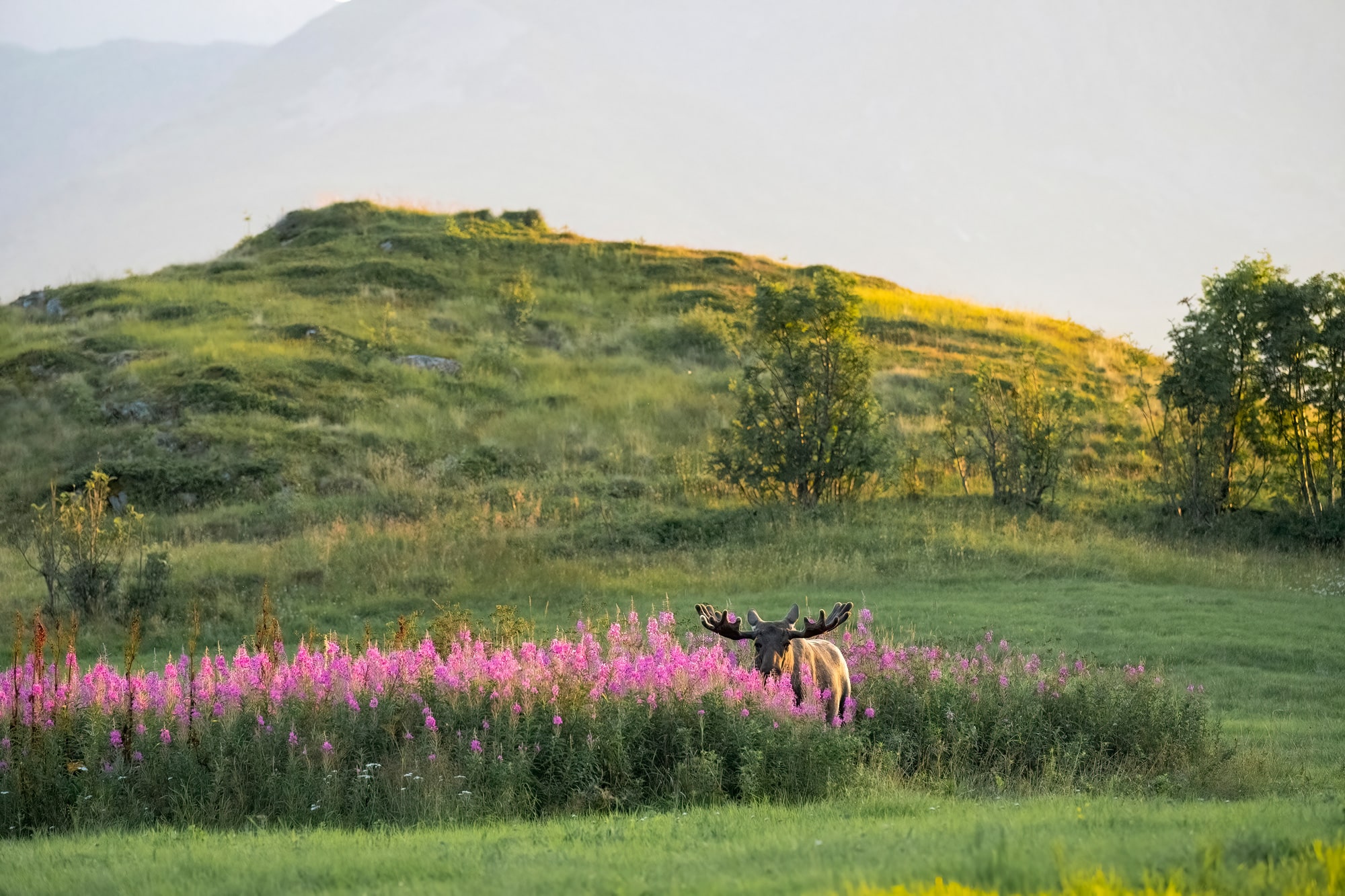 Arctic Wildlife Safari Album 50