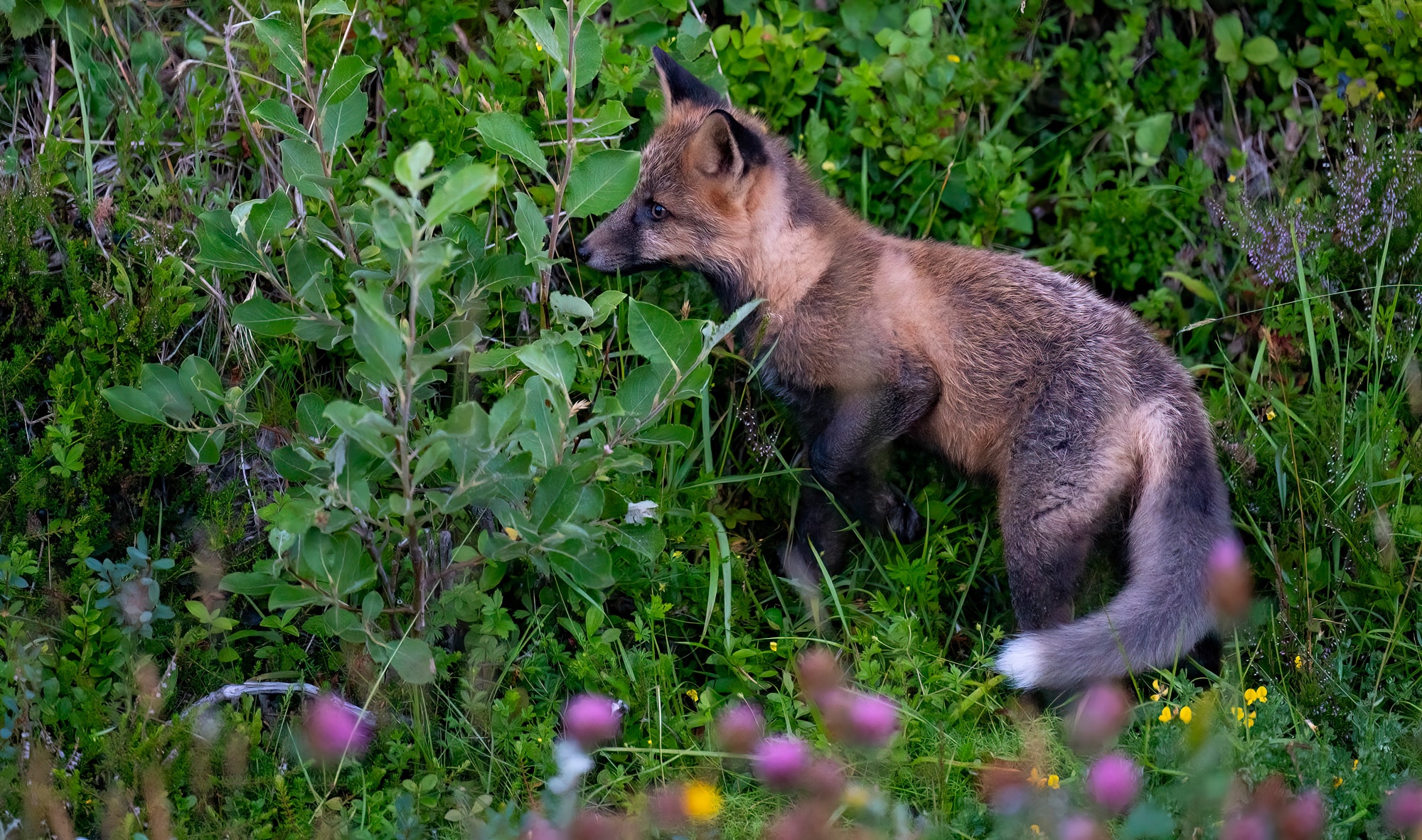 Arctic Wildlife Safari Album 61