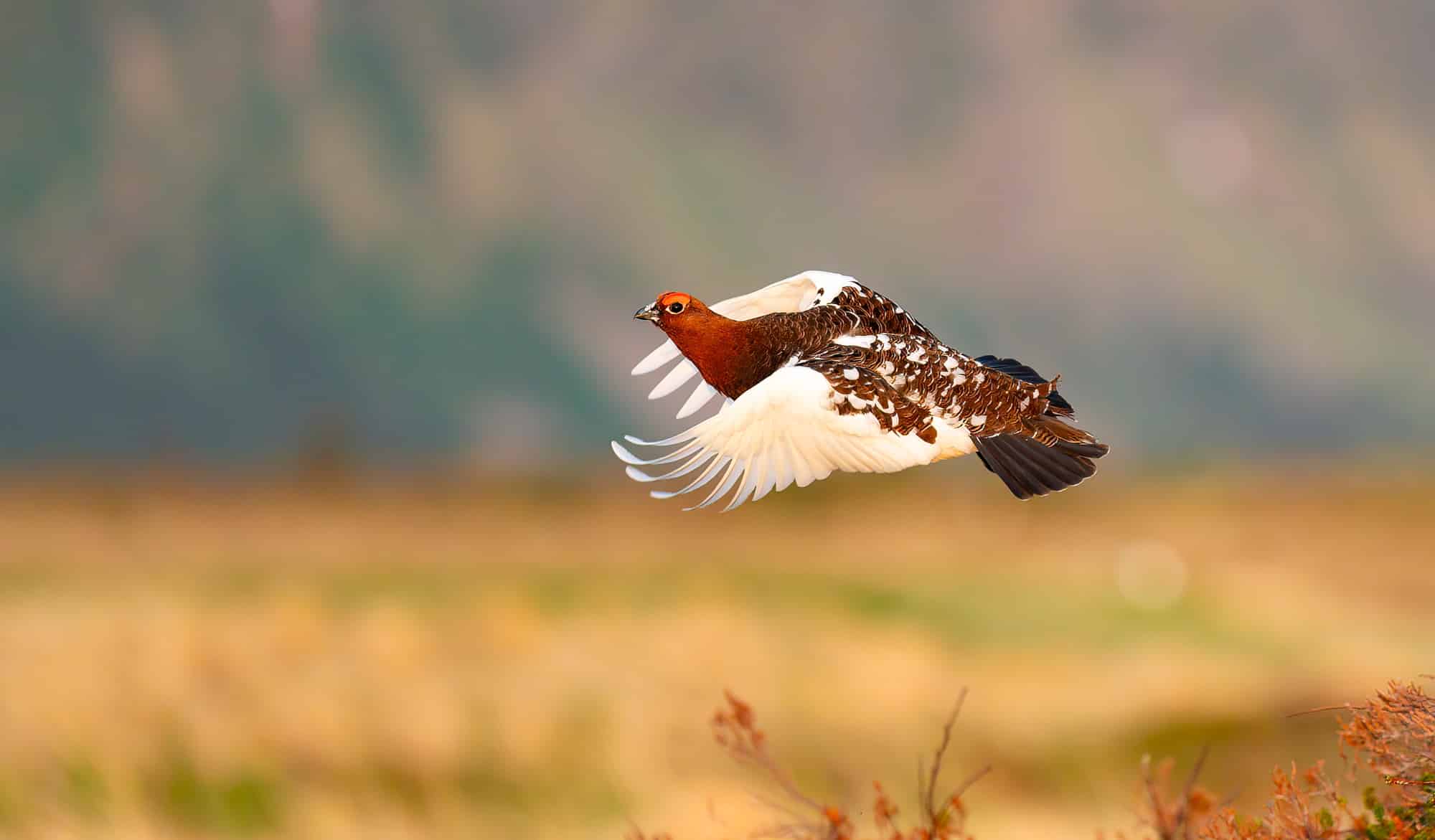 Arctic Wildlife Safari Album 64